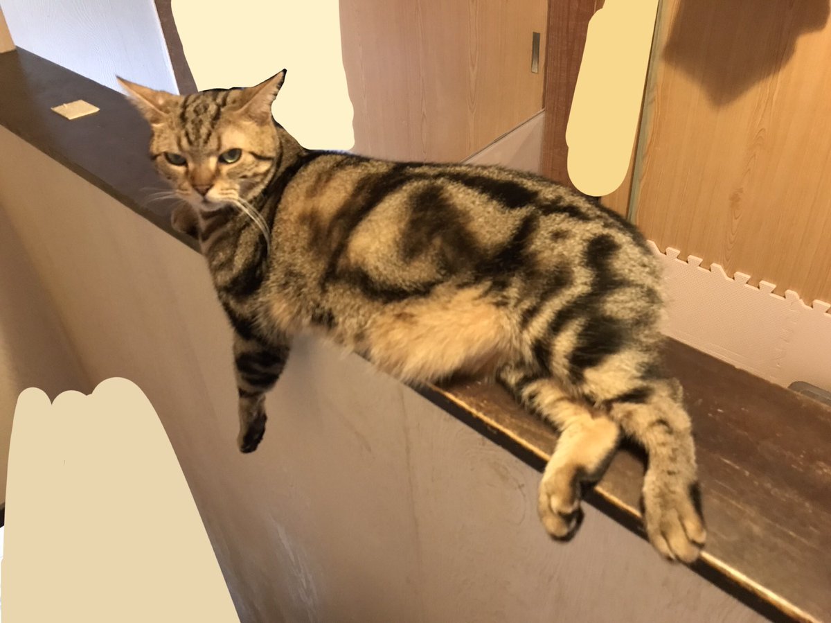 yugamix's tweet photo. #ねこ　 #猫のいる暮らし　#猫のいる幸せ　#猫のいる生活　#アメショ https://t.co/2stdye0lNP