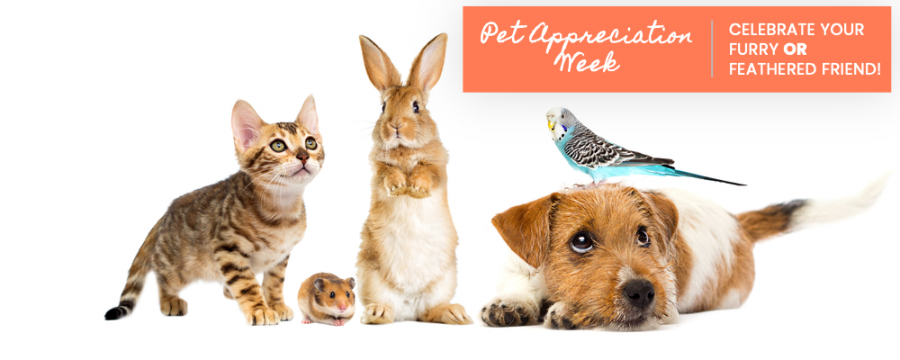 VetMayfield's tweet photo. It's Pet Appreciation Week 2026. Take a moment to be thankful, grateful and proud to be the pet owner of the pets in your life...your whole life.  They each mark your life in beautiful ways to be celebrated as life passes. Take a moment to immerse yourself in the memories. <3 https://t.co/UgSB5cKGOg