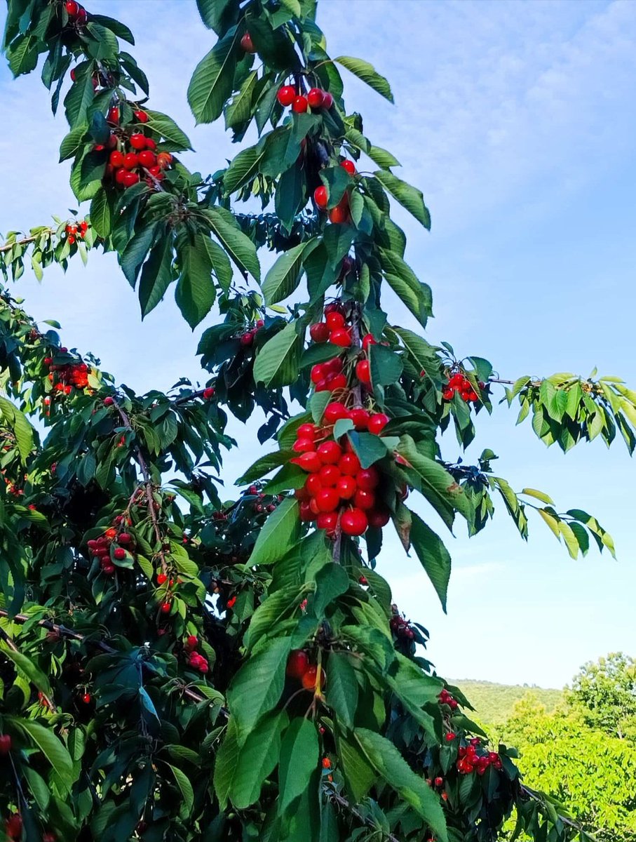 Quilama26's tweet photo. Aquellas cerezas
del primer sabor
fueron el modelo
del primer amor,
Su luz de adentro era firme,
su luz de afuera, licor,
zumo de esperanza,
promesa en color.
Mi fruta del corazón 🍒
ɊυίƖαϻα✍️🏼
#poesía
#cerezas
#cerezos
#fruta
#love
#life https://t.co/8bxF9FrVMc