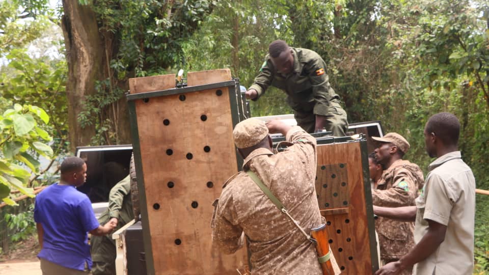 BJacquie_P's tweet photo. Uganda is taking a significant step in bringing wildlife conservation closer to communities through the establishment of Regional Wildlife Conservation Education Centres across the country. The centres will be developed in Mbale, Gulu, Mbarara, and Kyenjojo, with implementation being carried out in phases by Uganda Wildlife Authority.

The first site, located in Mbale in Eastern Uganda, is scheduled for launch this Friday 12th June,  marking the beginning of this important initiative.

According to @ugwildlife, the locations were carefully identified based on factors such as accessibility, population reach, and the presence of distinctive yet vulnerable wildlife species. The centres are expected to serve both rural and urban communities by enhancing conservation awareness, education, and engagement.
#MbaleZoo #Conservation