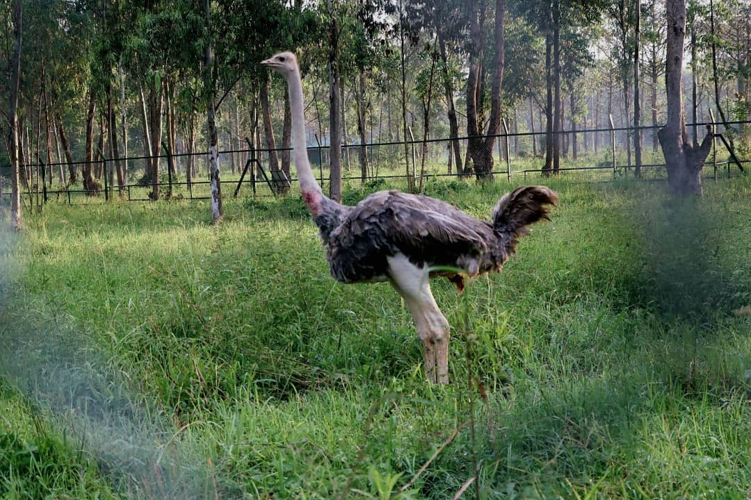 BJacquie_P's tweet photo. Uganda is taking a significant step in bringing wildlife conservation closer to communities through the establishment of Regional Wildlife Conservation Education Centres across the country. The centres will be developed in Mbale, Gulu, Mbarara, and Kyenjojo, with implementation being carried out in phases by Uganda Wildlife Authority.

The first site, located in Mbale in Eastern Uganda, is scheduled for launch this Friday 12th June,  marking the beginning of this important initiative.

According to @ugwildlife, the locations were carefully identified based on factors such as accessibility, population reach, and the presence of distinctive yet vulnerable wildlife species. The centres are expected to serve both rural and urban communities by enhancing conservation awareness, education, and engagement.
#MbaleZoo #Conservation