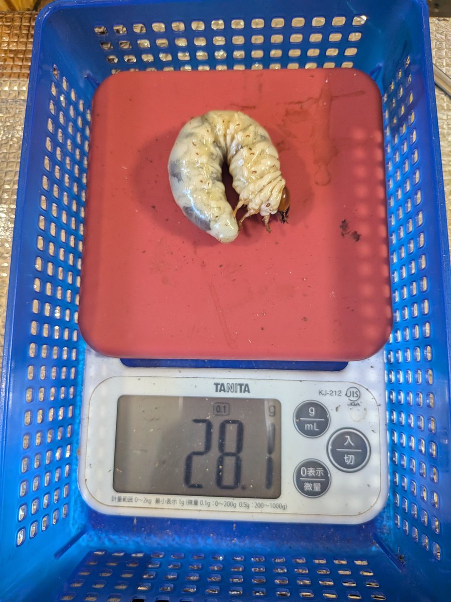 zuss_mushi's tweet photo. 帰ったら@kbfarm_feed さんのレコルトHが届いてたのとホペイのセットを組み、冬産卵させたホペイのボトルを1頭だけ交換🫙

同系統別ライン(他人♀)だが、小さいな~w https://t.co/ddOda0mlE0