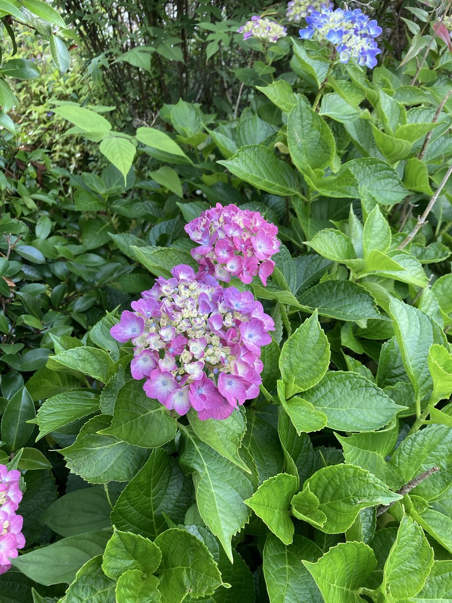 1976beck's tweet photo. 庭の紫陽花が咲き始めました https://t.co/1OXhNS4AJX