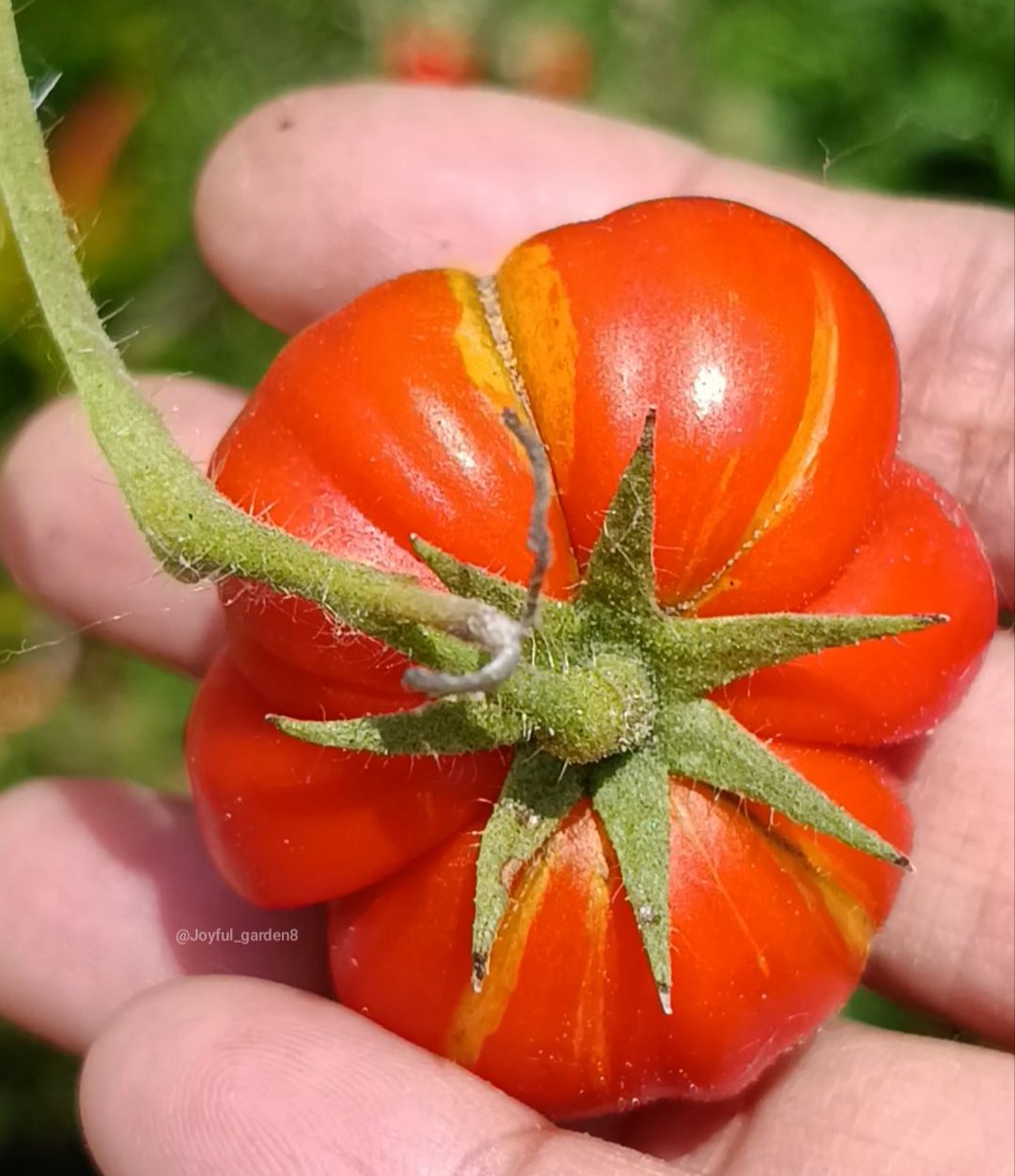 rince_life's tweet photo. Ini sebenernya tomat ranti/ tomat mawar🍅 🌿🌱🍃 tapi gatau kenapa pas tumbuh berbuah ada corak kuningnya gitu😃 
Malah jadi unik dan cantik banget. 

Coba ku semai benihnya siapa tau jadi tomat yg sama ada coraknya, ehh pas berbuah malah jadi tomat ranti biasa😄

Aku udah semai berbagai macam tomat import dan local,  udah ga sabar nanti penyegaran timeline tomat lagi 🍅🍅❤🤗🍃🌱