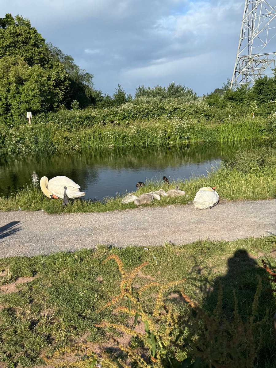 diamondbertie's tweet photo. On our walk we walk very carefully past this lovely family https://t.co/grTNAvBbyS