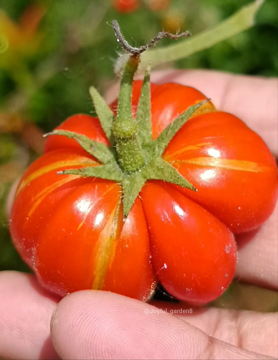 rince_life's tweet photo. Ini sebenernya tomat ranti/ tomat mawar🍅 🌿🌱🍃 tapi gatau kenapa pas tumbuh berbuah ada corak kuningnya gitu😃 
Malah jadi unik dan cantik banget. 

Coba ku semai benihnya siapa tau jadi tomat yg sama ada coraknya, ehh pas berbuah malah jadi tomat ranti biasa😄

Aku udah semai berbagai macam tomat import dan local,  udah ga sabar nanti penyegaran timeline tomat lagi 🍅🍅❤🤗🍃🌱