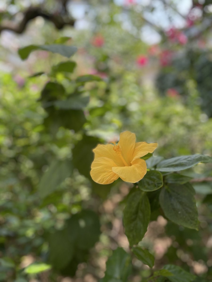 2024tabi's tweet photo. 福岡市の植物園

季節の花が咲き誇る穴場の一つ。フラワーシティ福岡の面目躍如。

福岡の文化ガイドはこちらからお問い合わせください。

https://t.co/UIJW1JJPPh

#千年の旅　
#福岡体験
#九州旅行 https://t.co/BUGw2Ujt9T