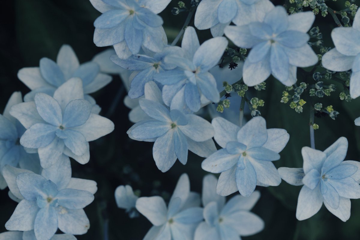 heijiro9's tweet photo. どこまでも続く紫陽花の森 https://t.co/ba8Pv5Z1He