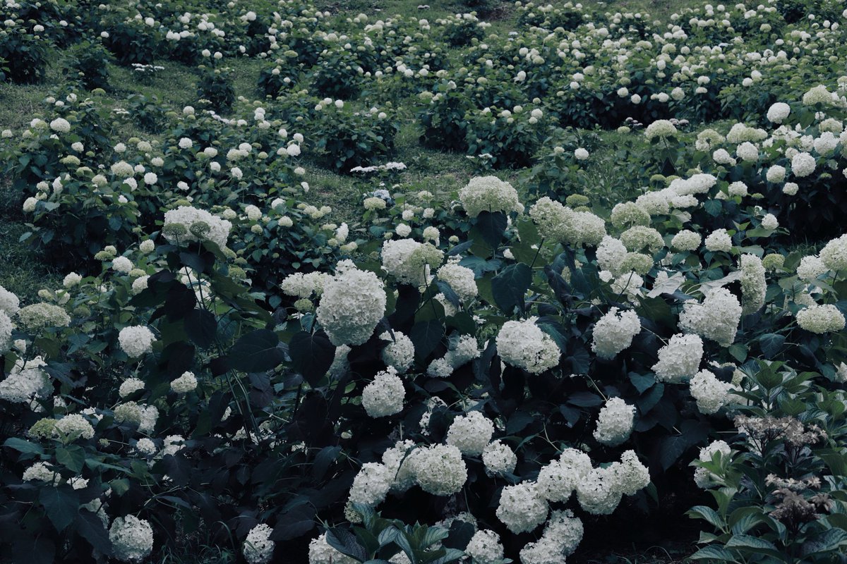 heijiro9's tweet photo. どこまでも続く紫陽花の森 https://t.co/ba8Pv5Z1He