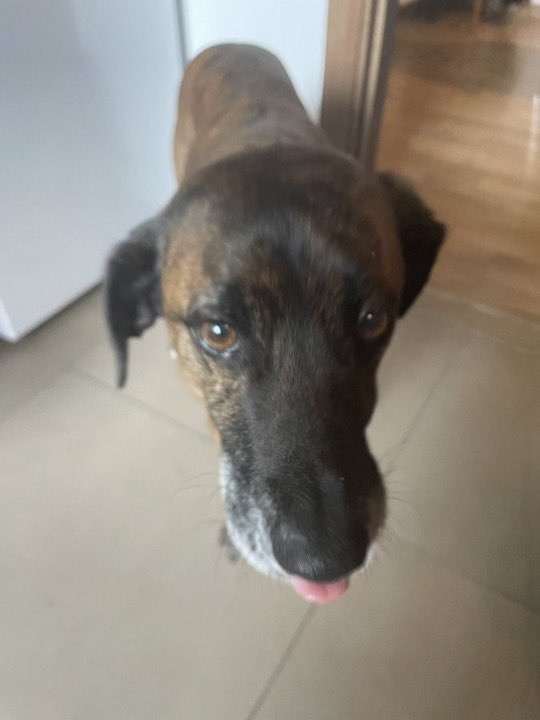underscorekaii's tweet photo. bailey bleps https://t.co/rK77zXnINF