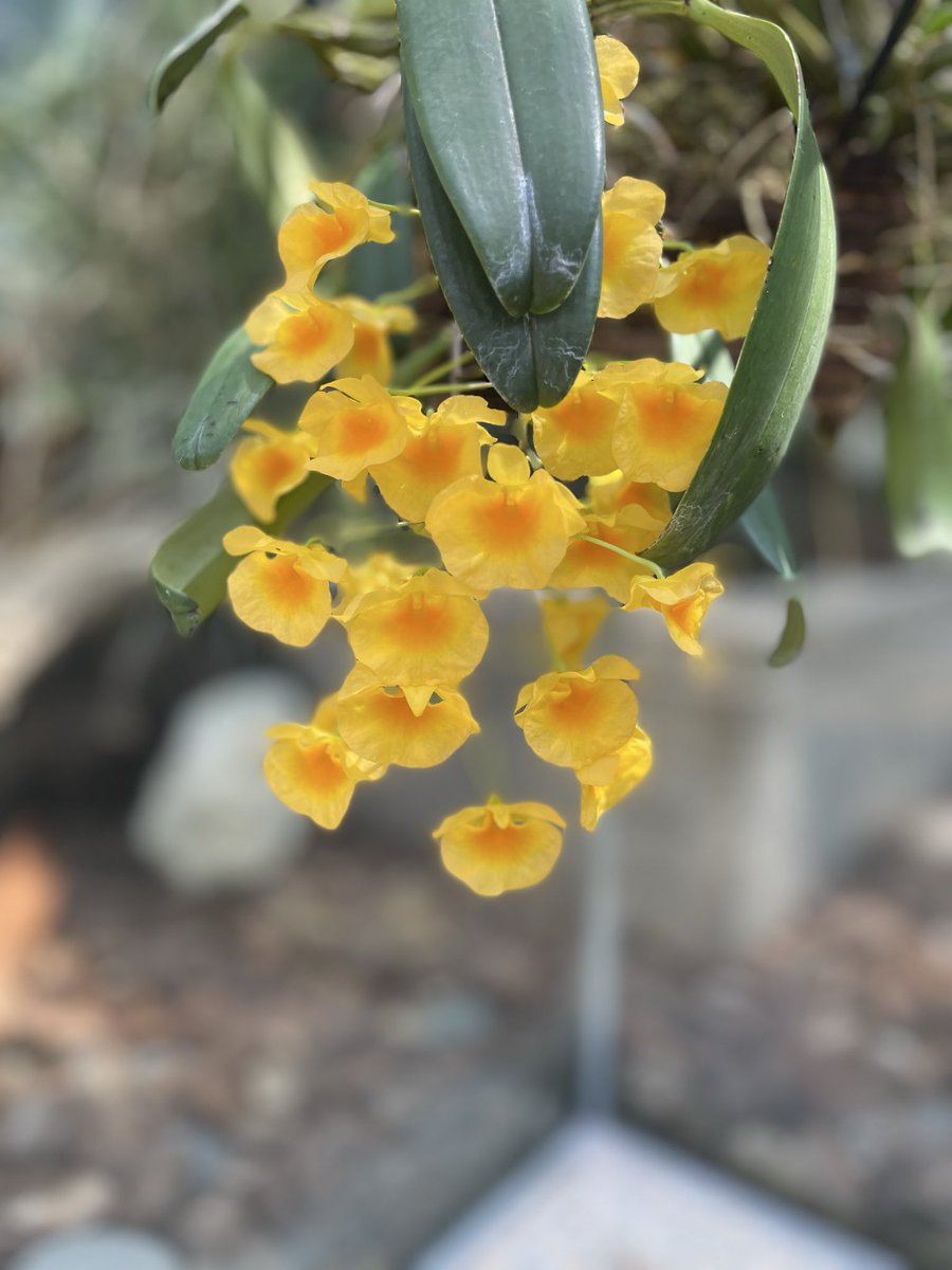 2024tabi's tweet photo. Fukuoka City Botanical Garden

One of Fukuoka’s hidden gems, where flowers bloom in spectacular abundance. A perfect showcase of its reputation as the “Flower City.”

For cultural guides in Fukuoka, please contact us here. 

ttps://wanderjpn.com/en

#kyushuTravel
#Fukuokaguide https://t.co/GHZUD6I6qw