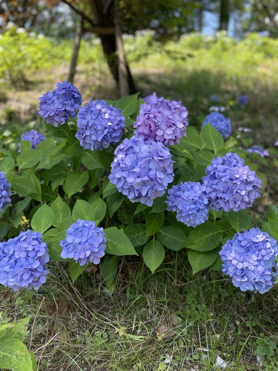 2024tabi's tweet photo. Fukuoka City Botanical Garden

One of Fukuoka’s hidden gems, where flowers bloom in spectacular abundance. A perfect showcase of its reputation as the “Flower City.”

For cultural guides in Fukuoka, please contact us here. 

ttps://wanderjpn.com/en

#kyushuTravel
#Fukuokaguide https://t.co/GHZUD6I6qw