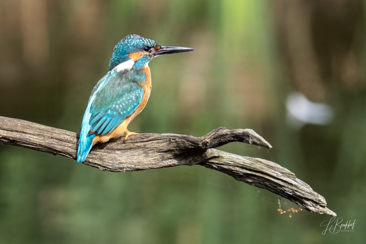 beukhorst's tweet photo. Is en blijft een mooi vogeltje
#ijsvogel https://t.co/54xDihf9FX