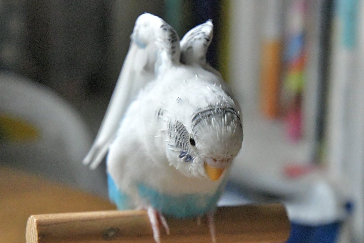 non_deco's tweet photo. 心の底からだいすきで大切な存在🐥🩵🩶
2人の性格や思い出もぎゅっと詰めたよ😌♩⟡

#のんのんケース 🦜🤍🧡 https://t.co/6g6YltVO14