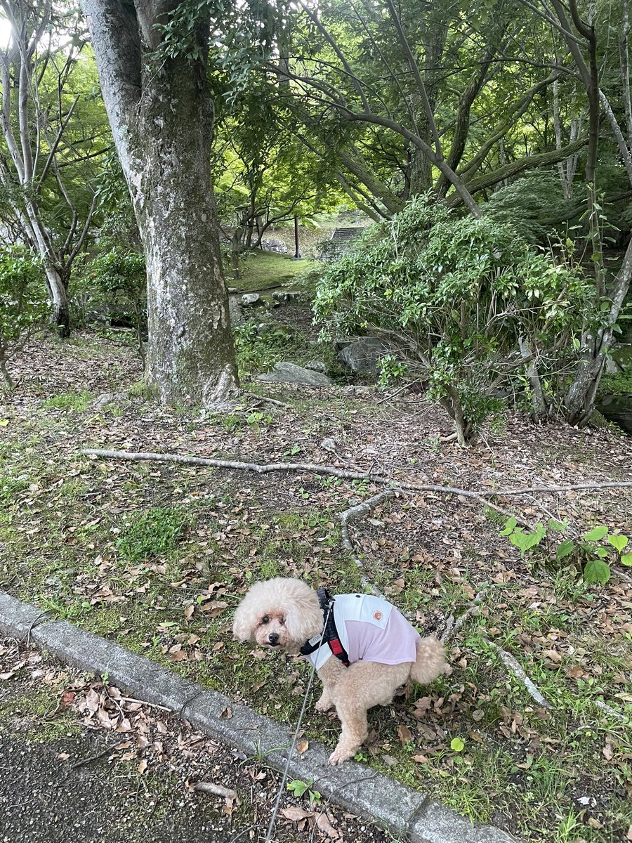 ako_manon's tweet photo. 直帰！最高🙌
まだ明るいしお散歩来れた🐕♡
流行りについていけないので
愛犬の💩ポーズを。 https://t.co/Gpnd4aqTh1