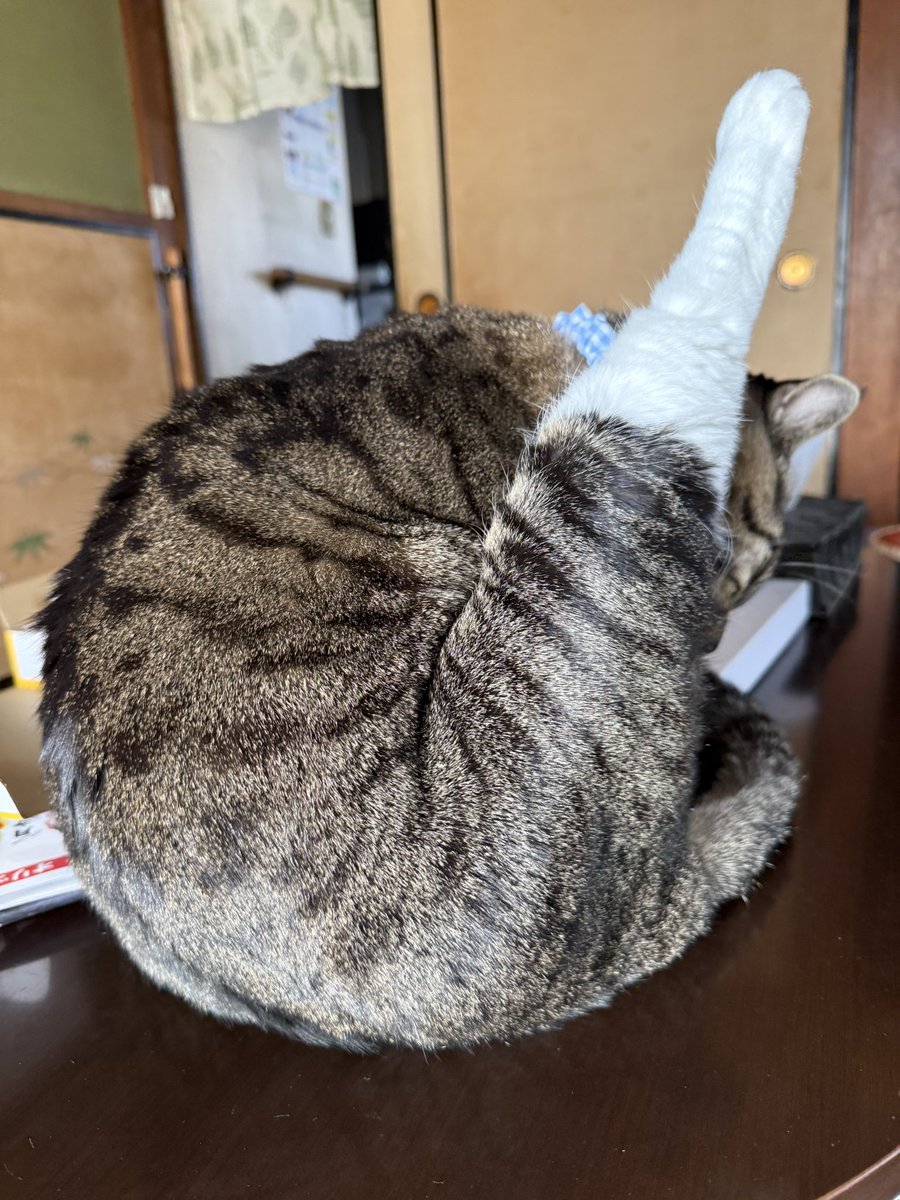 sasuke_with_C's tweet photo. まる https://t.co/bkbcYV6TZa