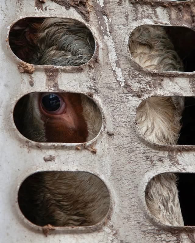 ShortnBluntTho's tweet photo. “I realized they have familial bonds; they crave safety, experience joy and happiness. It is odd how we as humans have profound capabilities to avert their eyes from the obvious that is in plain sight.”   –  Harold Brown (former cattle rancher)

Photos - Toronto Cow Save https://t.co/jnYCuY1V0s