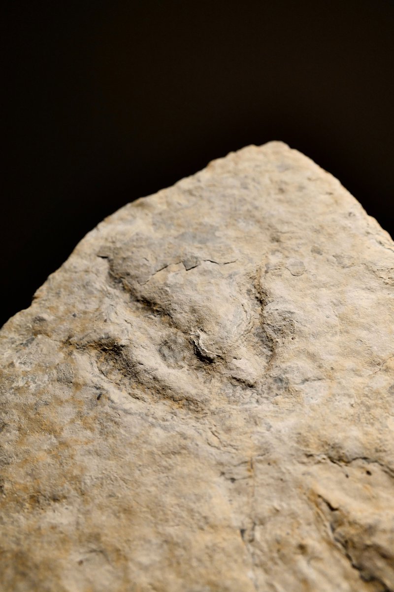 メルカリ フランス ジュラ紀 フランスの古代ブルゴーニュの海底から