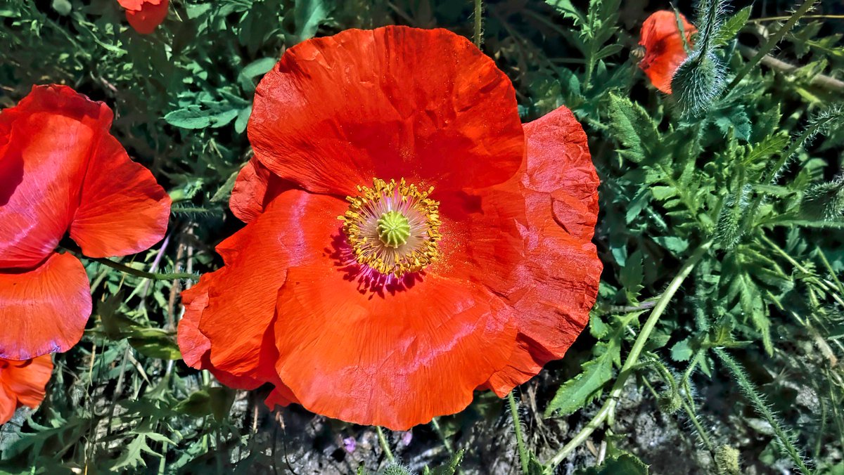Sjef55's tweet photo. Moeder natuur #egmondaanzee @WilliamHuizinga @nicolienkroon @onwukaa @BuienRadarNL @mrmiddendorp @MartijnDorrest1 @EmsWeather @helgavanleur @jordiweerman @marjondehond @RTLOntbijtnws @RTLnieuws @janvissersweer @NHNieuws @weermanrobert https://t.co/hMaDCKek3O