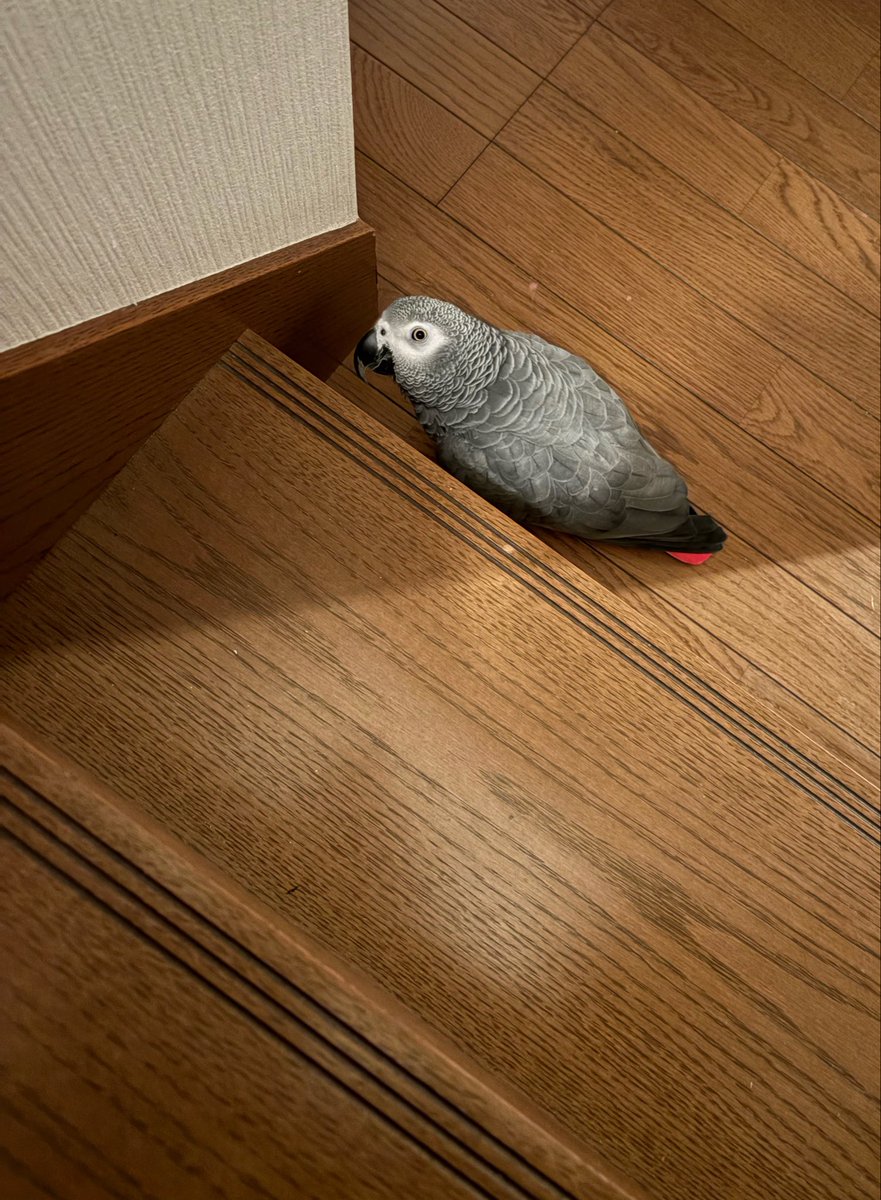 ppp_ppp_sa's tweet photo. お、降りていいですか……？ https://t.co/m8BvXWLHZL