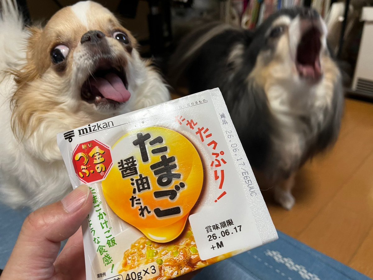 echigoyamoke's tweet photo. ほい、ただいま。
今日は納豆パーティーだぞ😎
玉）なとーーーーーー！
ヲ）とぉーーーーーー！ https://t.co/bVVThGCiE1