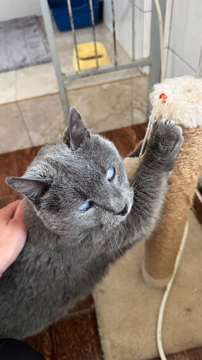 MBelyj2972's tweet photo. Слепой котик Хрусталик, бывшедомашний Ищет дом Одесса https://t.co/Vh0uhgeF8w