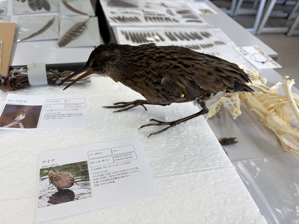 野鳥の羽根　クイナ　標本 先日の北大祭で、北大野鳥研究会のブースにお邪魔してきました。とある