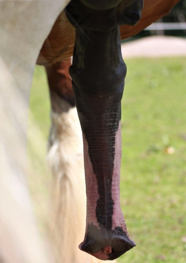 LHeresy33502's tweet photo. Nice horse cock do you like it ? #horse https://t.co/BqLmIMw4Uc
