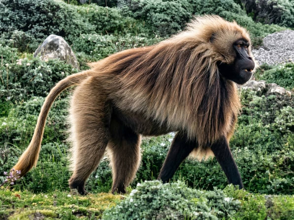 BuonyChol2595's tweet photo. Why Ethiopia is Unique, and so Paradise? 
Here are some that makes it paradise.
  Hiking
 Tourism
Wildlife
And so on.
#VisitEthiopia
#visitAddis https://t.co/QVhZP1Q90n
