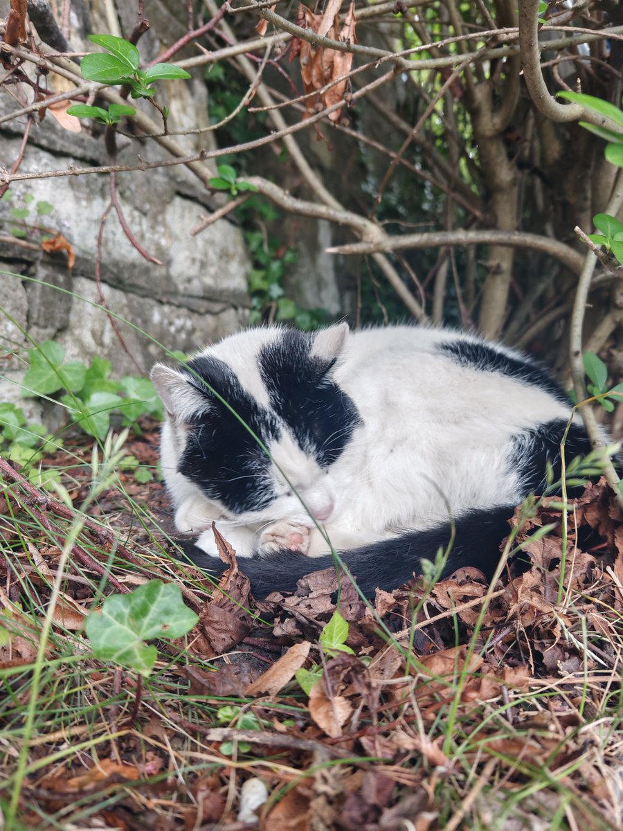 larbdevi's tweet photo. There's this little cat in my area who is famous because once she got on the train and went to Glasgow Central and had to be escorted back by ScotRail employees and sometimes she hangs out in a particular hedge so she can say hi to everyone in the morning https://t.co/rGlfyVYtfu