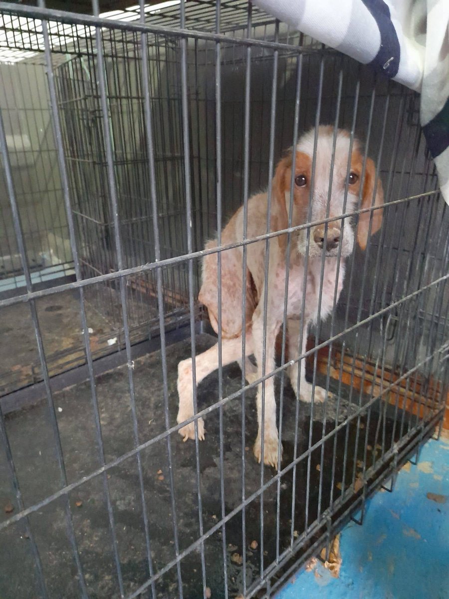 SosAbuelos1's tweet photo. ❌ 𝐂𝐚𝐬𝐨 𝐄𝐬𝐩𝐞𝐜𝐢𝐚𝐥;

#SEVILLA
A este perrito lo han dejado en la policía de Camas en muy mal estado

Hace falta una acogida para que no entre en la perrera de San Antón😓

Unas chicas se encargan del vete

Por favor,  si alguien tiene un huequito

WhatsApp 695 95 82 43 https://t.co/ne4Bm3XDF2