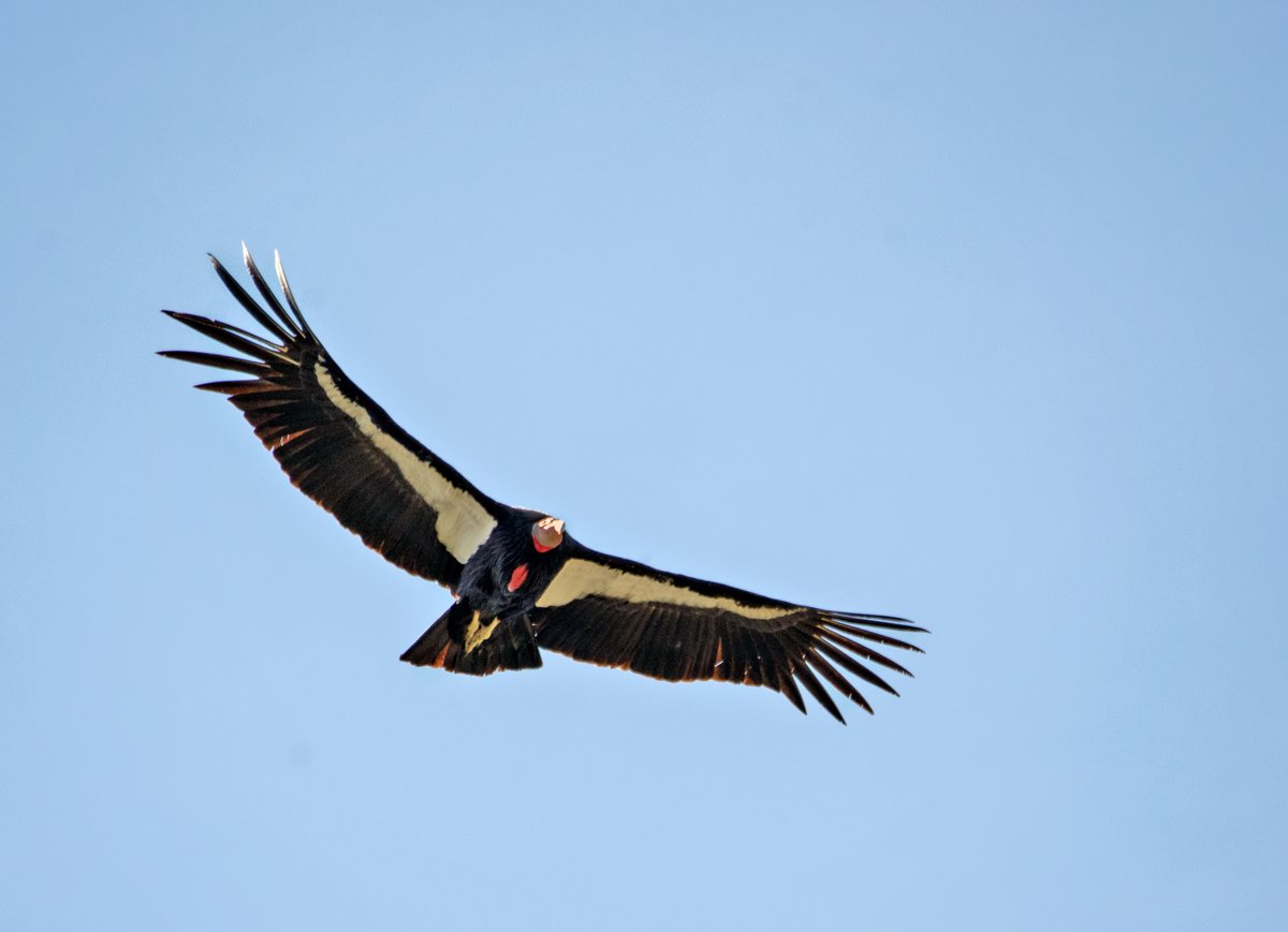 絶滅寸前だった鳥カリフォルニアコンドル、122年ぶりにオレゴンの空へ