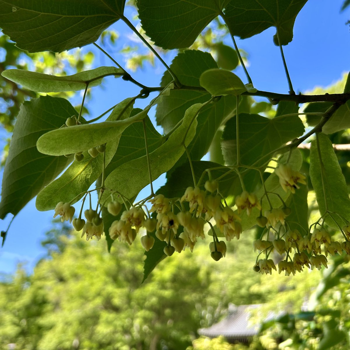 kyuanji's tweet photo. 【あじさい五分咲き】
久安寺です。

薬師堂前の菩提樹。
風に乗れば50メートルくらい香りがひろがります。癒し。1週間ほど香りは漂うでしょうか。
あじさいは五分咲き。
鹿による食害であじさい株数激減しております。
6月20日〜30日予定
「あじさいうかべ」

#久安寺
#池田市
#関西花の寺
#あじさい https://t.co/VJEORlvJ3s