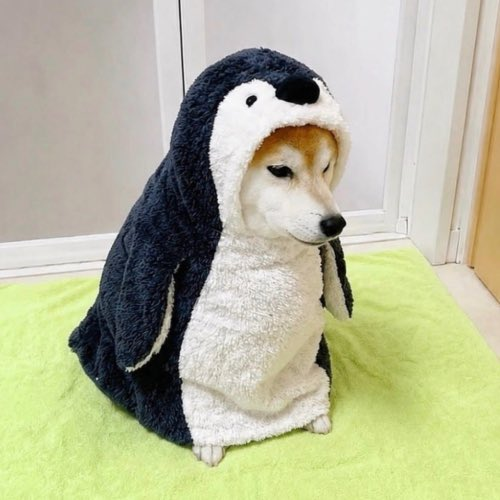 memecrush68's tweet photo. @Mavericks100xs @kucoin @binance @coinbase Miss $Jotchua buy solana:Gsks4bWgKUCaBA6yzQSrBCAmbLbEtLEHXMMaUshxpump @Momo_CTO_sol https://t.co/F1YUwaTRZ8
