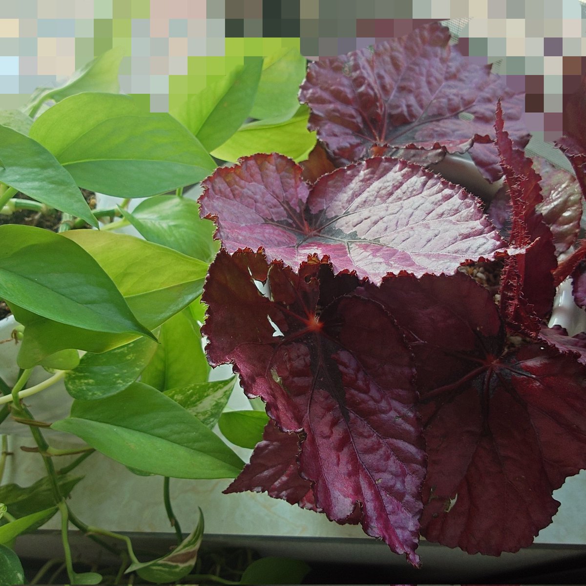 chaaainya's tweet photo. 出窓にベゴニアレックス追加で植えてみたー！
赤い葉のほうね。
花も咲くから楽しみ。
ベゴニアレックスにもいろいろな色があるから増やしたくなる。 https://t.co/8d0vXSahEx
