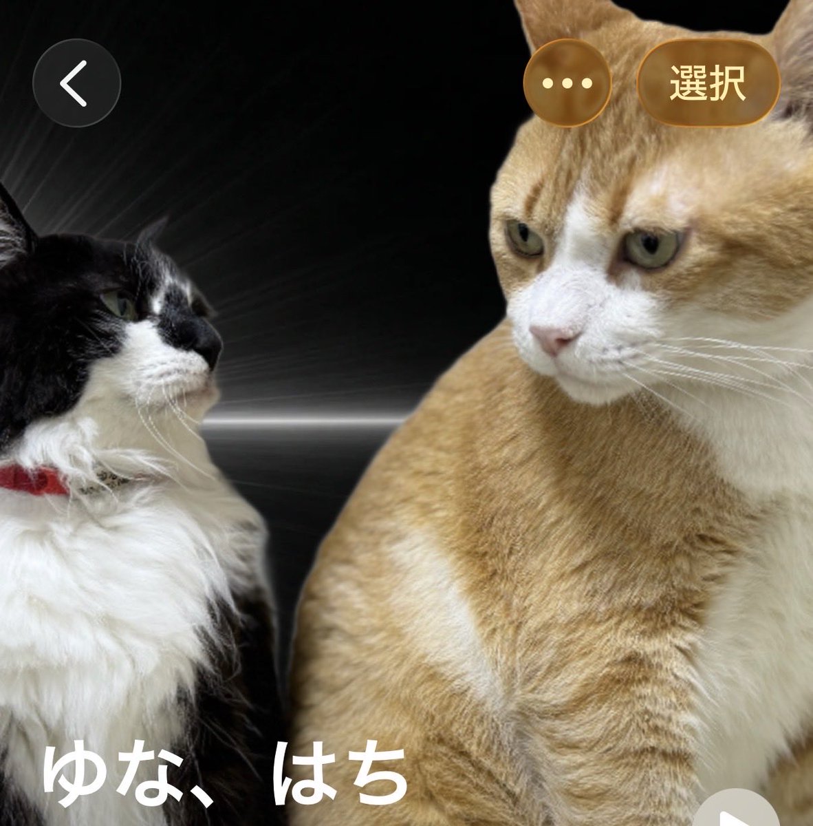 choco_chocolat's tweet photo. これでよし https://t.co/VmAVqDhnxJ