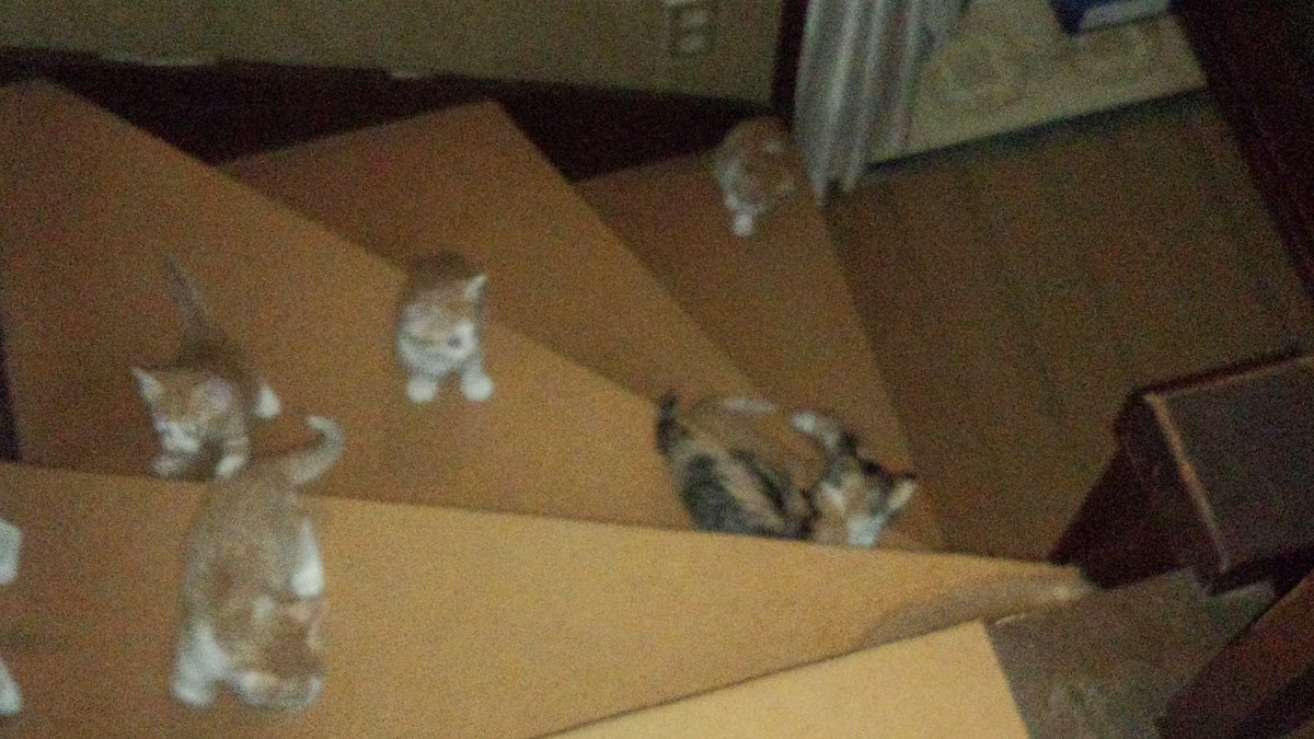 sheffyk's tweet photo. 実家で、2匹の母猫が同時(正確には午前と午後)出産した時か…
#ねこのいる幸せ 
#猫のいる暮らし
#うじゃうじゃ https://t.co/CcCtnfJP7D