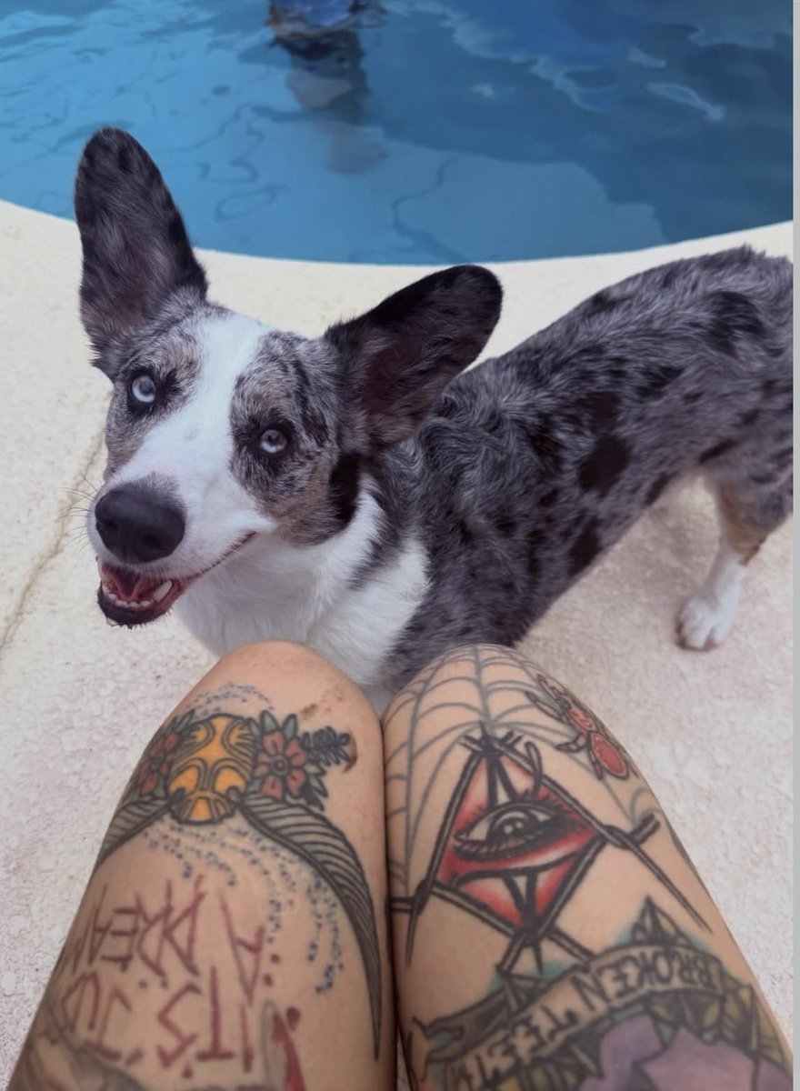 princessbella2e's tweet photo. 🐾 https://t.co/mki9ztVdmQ