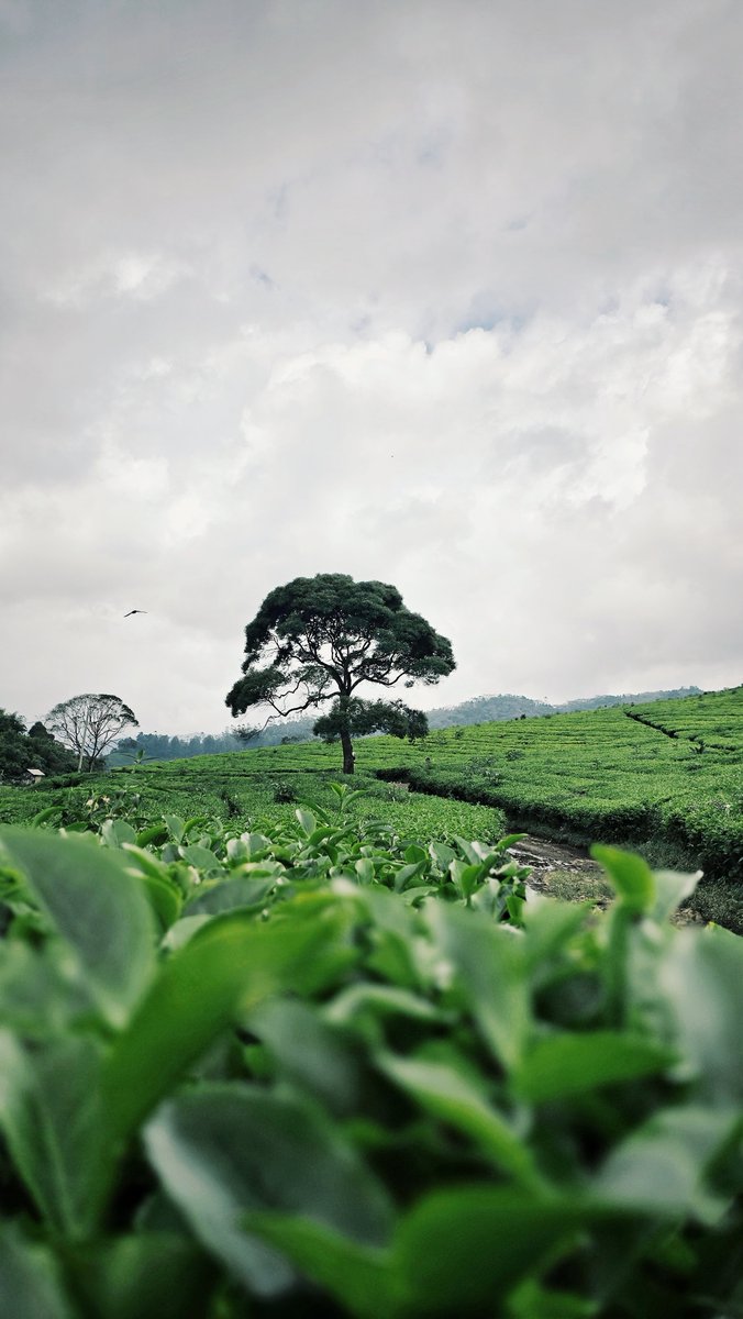 Madariyanhadi's tweet photo. Free wallpaper for your phone 📱🍃

🤳 Galaxy S24 Ultra https://t.co/uSxX85Sval