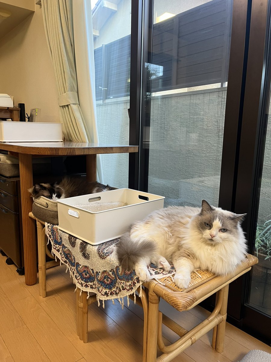 110_neko's tweet photo. はぁかわいい https://t.co/Twa03YveV0