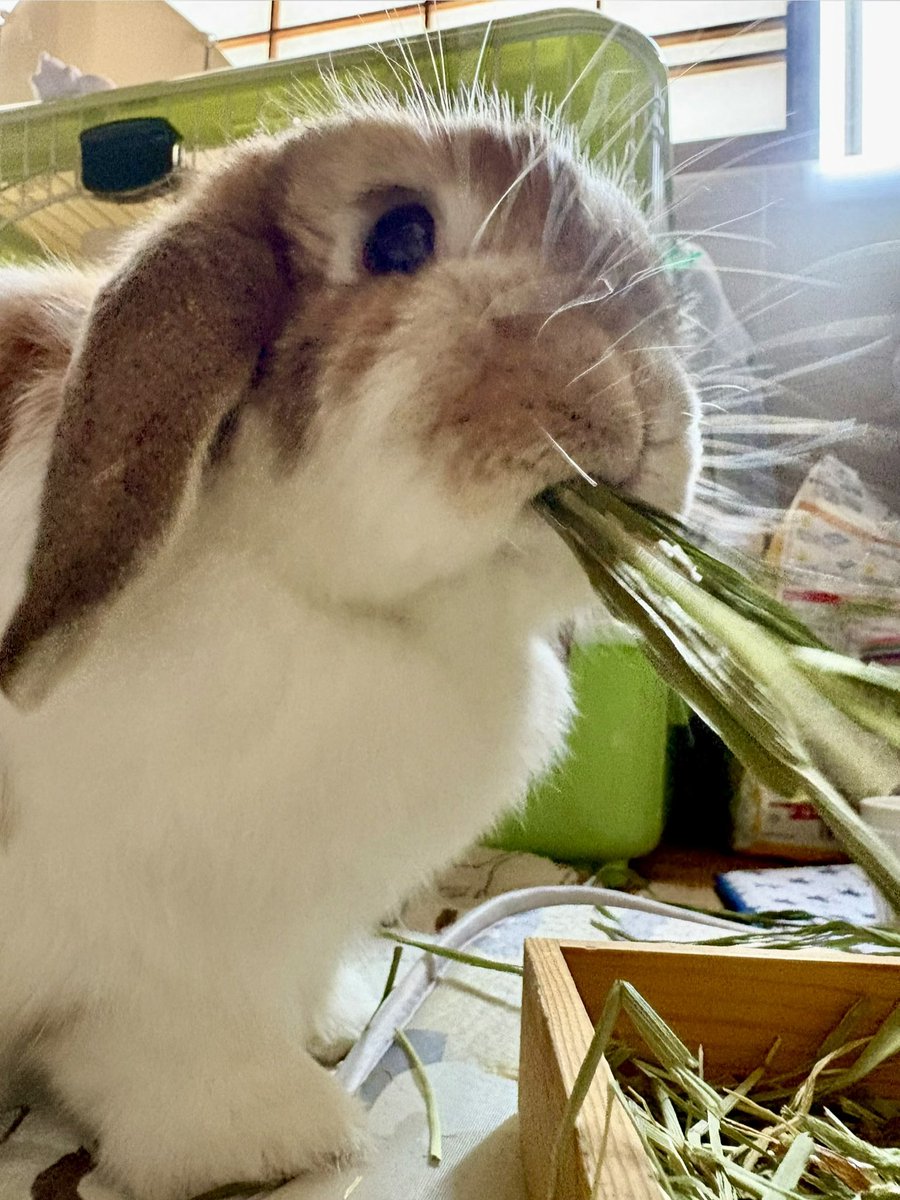 うさぎ