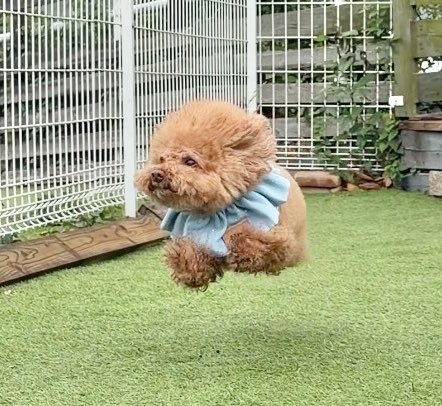 uni_toypoodle's tweet photo. https://t.co/HYF4ExM1Nt