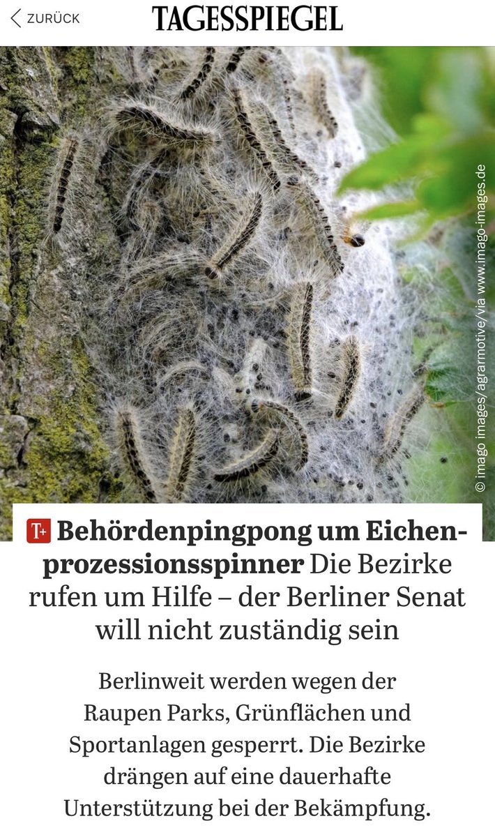 ninastahr's tweet photo. Winter Glatteis, Sommer Eichenprozessionsspinner. Kannste als Naturgewalt abtun &amp; Bezirke alleinlassen. Oder, crazy idea: wenn in ganz Berlin die Gesundheit der Menschen gefährdet ist , könnte der Senat mal Verantwortung übernehmen, statt Bezirken Geld für Grünpflege zu kürzen! https://t.co/b2wrN0mfip