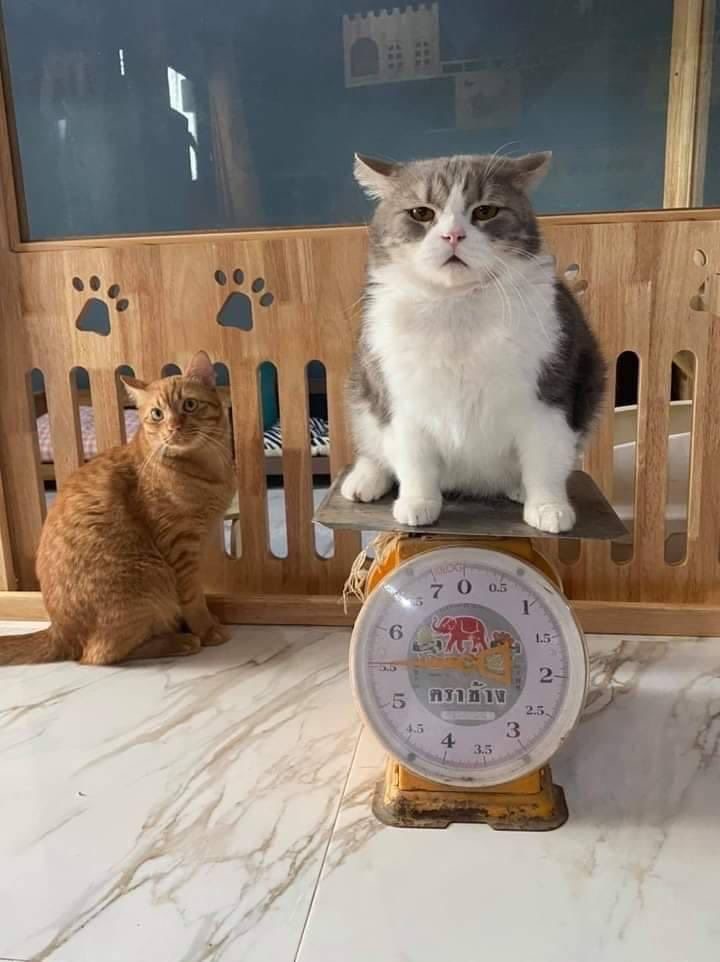 nocontextscats's tweet photo. He scale says he’s fat https://t.co/jIh3pI1Hl8