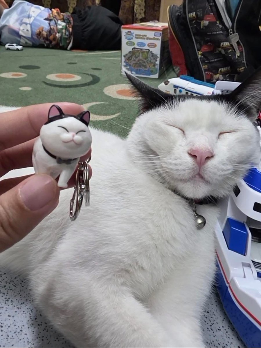 No Context Cats tweet media