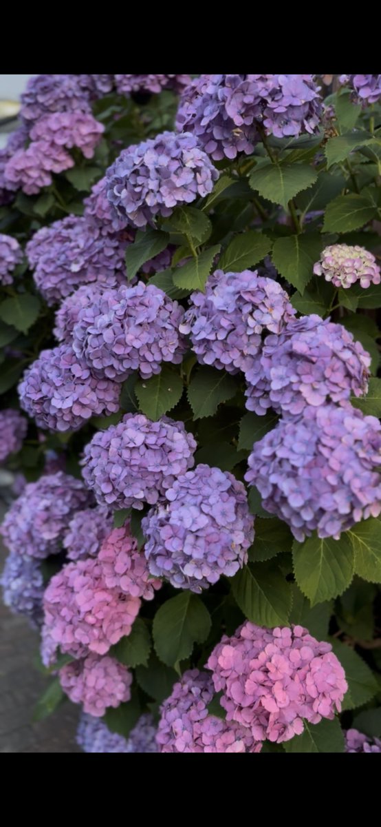 bar_unko's tweet photo. UNKOオープンしました！
今日のバーテンダーはみつる
紫陽花の花言葉は浮気
皆んな他のBarには浮気せず一途な UNKOに来てね https://t.co/hmYramMB6s