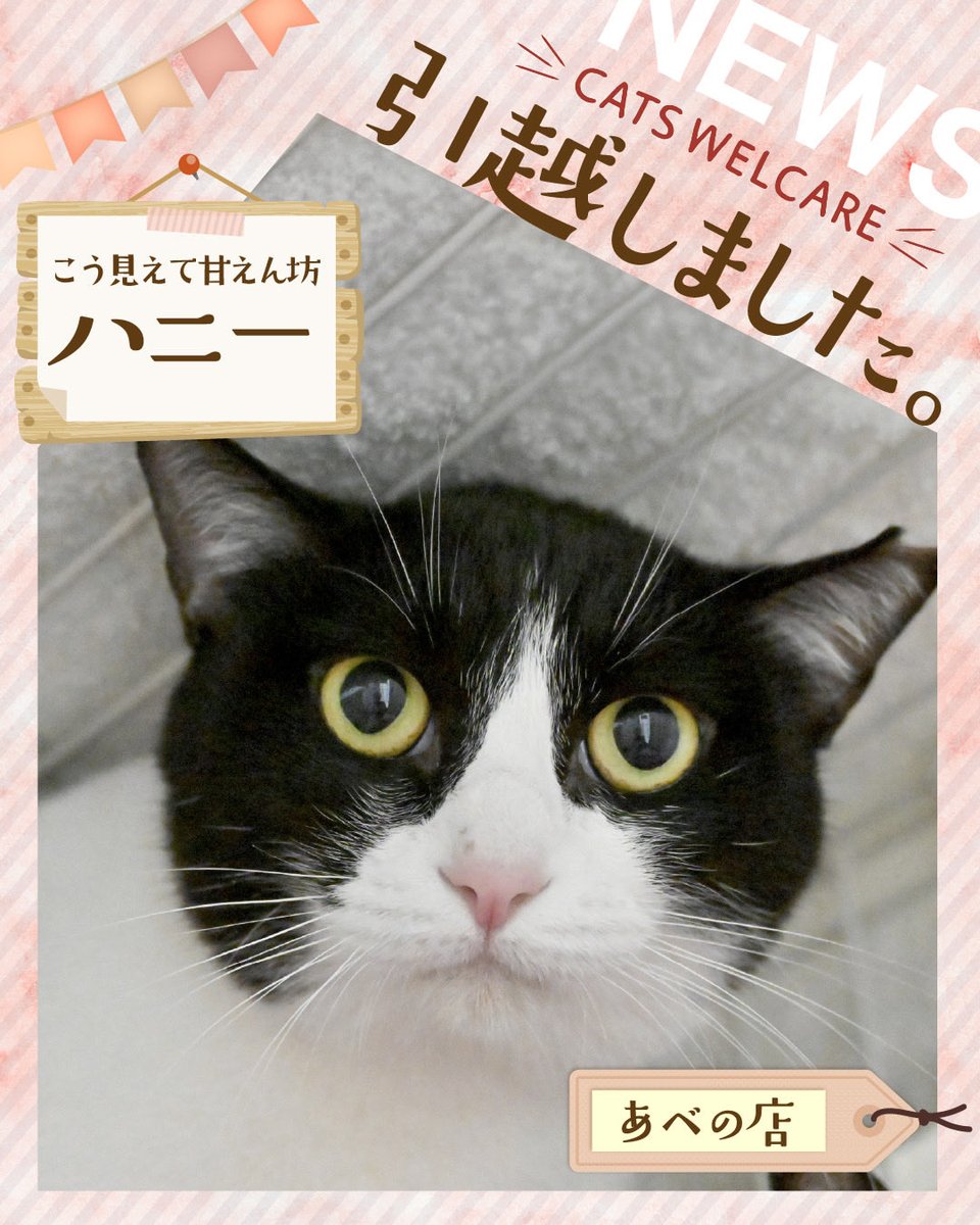 CWelcare's tweet photo. ドーム前店からあべの店へ、
引越しました🐾

■ハニー（ハチワレ）
とても甘えん坊さん。
自分から撫でて撫でてと擦り寄ってくるようになりました。
ハネのおもちゃが好き
レオタードを履いているように見える。
テレビが大好き。

■チヨ（サビ）
ネズミのおもちゃが好き。
しっぽが短い。ぶんぶん振る。

ぜひ実際に会ってみてください🐱

━━━━━━━━━━━━━━━

🏠 CATS WELCARE あべの店
📍大阪市阿倍野区三明町1丁目8-26
📞 06-6654-4060

⏰ 保護ねこルーム利用時間
12:30〜18:00（最終受付17:30）
営業日：水・土・日

━━━━━━━━━━━━━━━

譲渡会の日だけでなく、
通常営業日でも里親希望のお申し出が可能です🐾

気になる猫がいましたら、
スタッフまでお気軽にお声がけください。

ゆっくり触れ合いながら、
相性を見ていただけます🍀

━━━━━━━━━━━━━━━

📩 ご予約方法
・お電話
・X DM

#CatsWelcare
#保護猫
#黒猫
#里親募集中
#保護猫カフェ