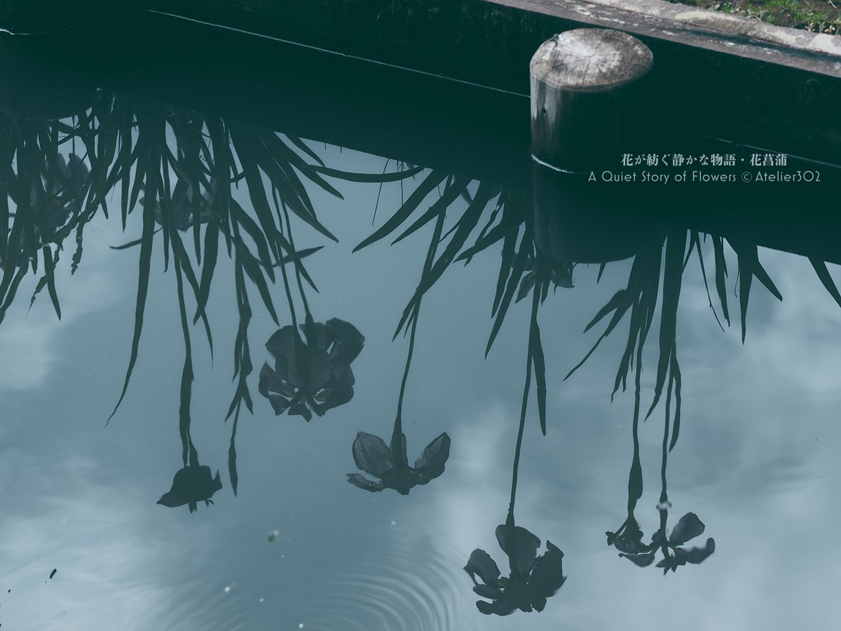 21_kiminitodoke's tweet photo. 花が紡ぐ静かな物語・花菖蒲　君に届け…。

しっとりと雨に濡れ、凛と佇む花菖蒲。紫や白の花びらは優雅に薫り、「嬉しい消息」や「心意気」という花言葉の通り、梅雨の空へ清々しい希望の便りを届けてくれます。 https://t.co/yafm8q4euN