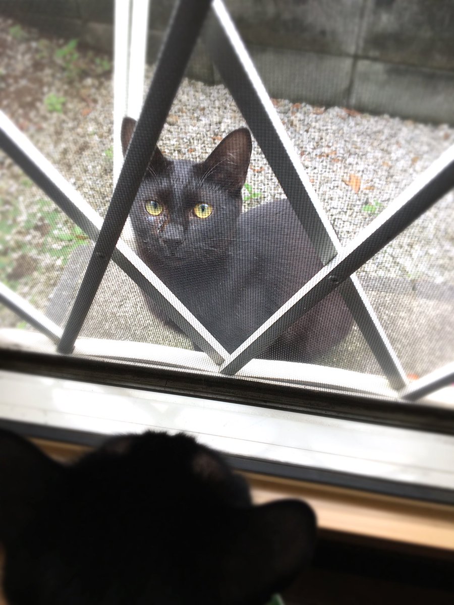 yuruneko47's tweet photo. ネコネコネットワークめ、またしても我が家に黒猫を送り込むつもりなのか⁈🐈‍⬛ https://t.co/pyiqAowifM