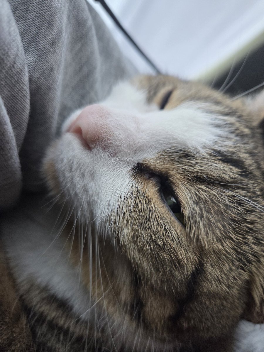 Rinderon_'s tweet photo. 今日の猫 https://t.co/E5Z6imwblI